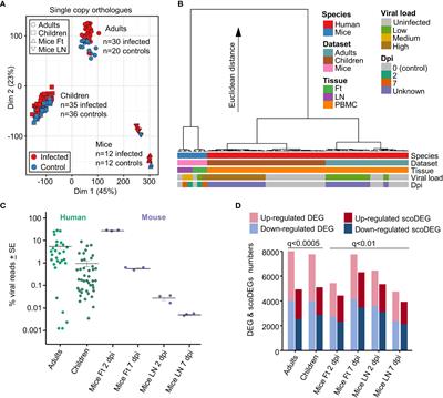 Chikungunya patient transcriptional signatures faithfully recapitulated in a C57BL/6J mouse model